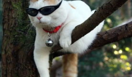 吃瓜爆料谭竹胖猫,揭秘娱乐圈的“吃瓜”风云